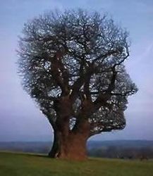 imagination-tree